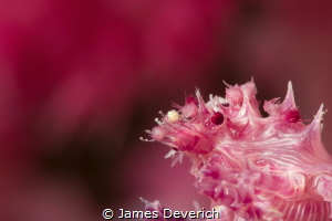 Pink bokeh by James Deverich 